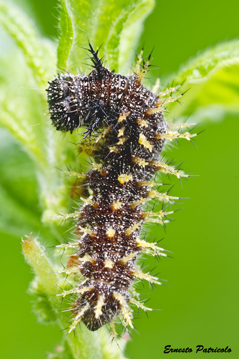 bruco da identificare - Vanessa atalanta